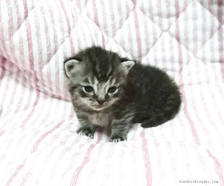 ID:1607-00077の子猫