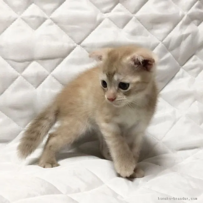 ID:1706-00250の子猫