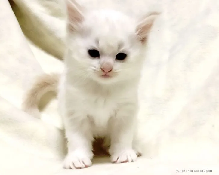ID:2006-01035の子猫