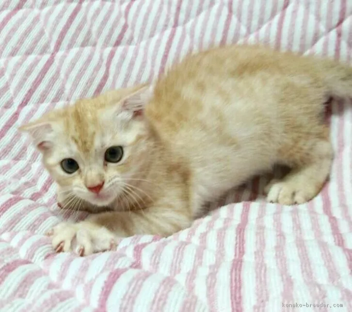 ID：1606-00720の子猫