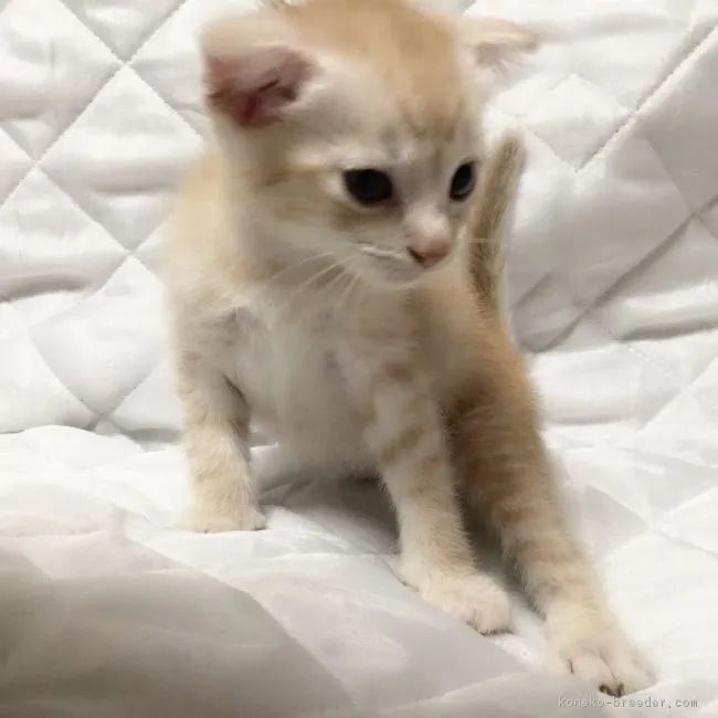 ID:1706-00198の子猫