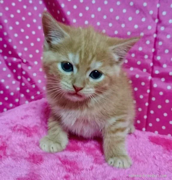 ID:1511-00115の子猫