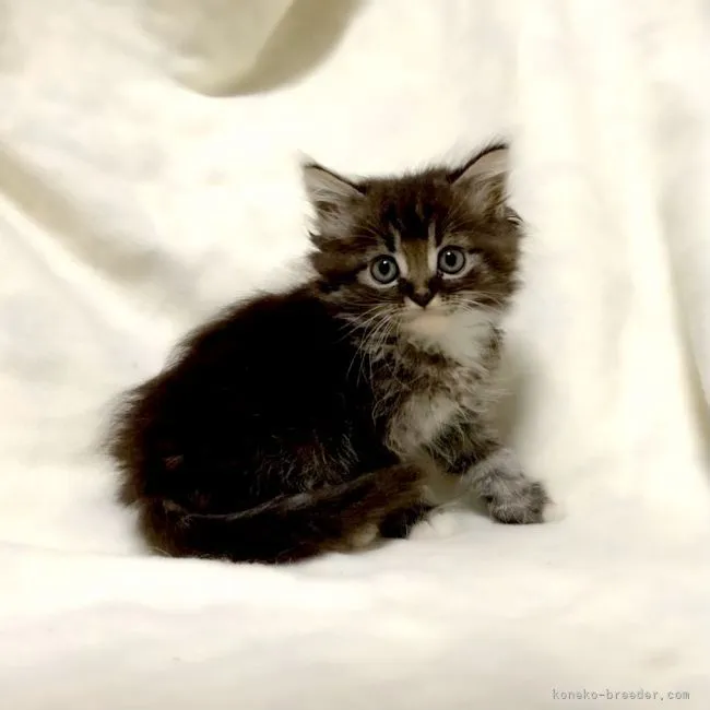 ID:2109-00497の子猫