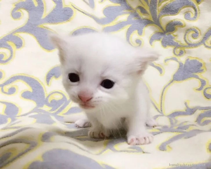 ID：1810-00508の子猫