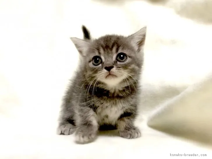 ID：2109-00500の子猫