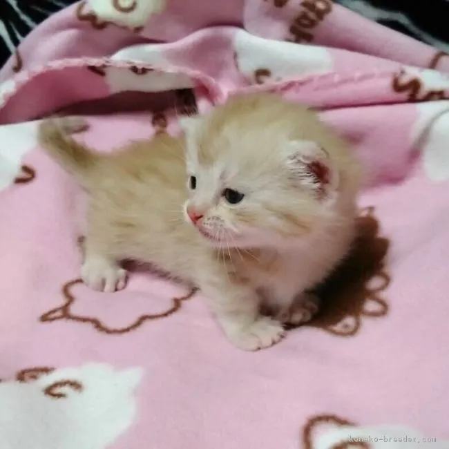 ID：1701-00264の子猫