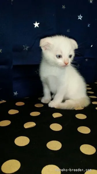 ID:1509-00285の子猫