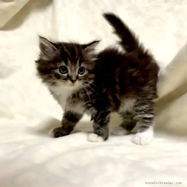 ID:2109-00498の子猫