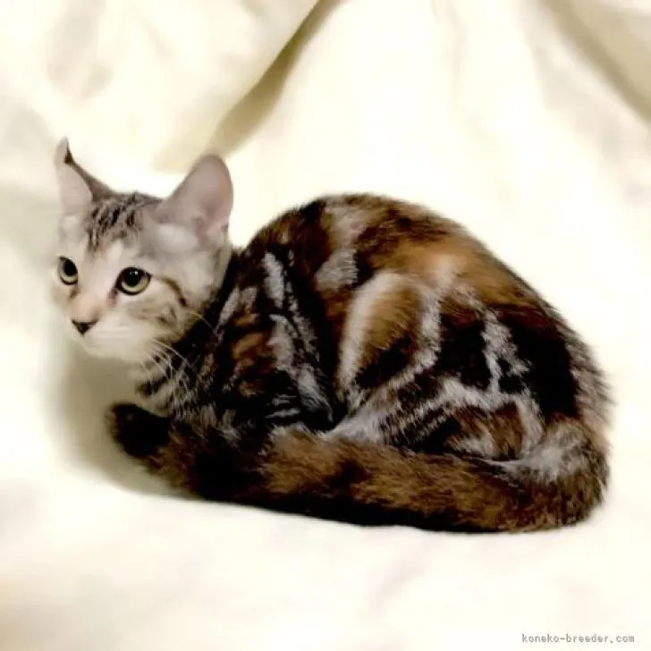 ID：2207-00488の子猫