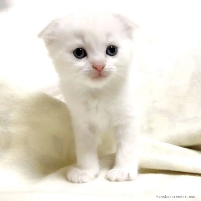 ID:2105-00463の子猫