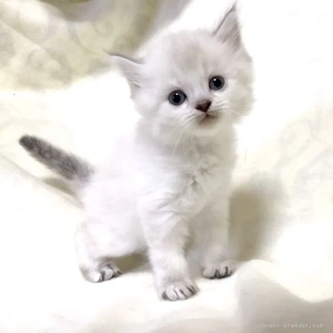 ID:2105-00461の子猫