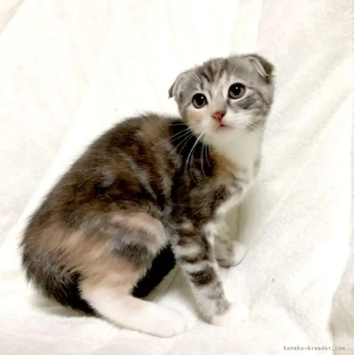 ID:2211-00565の子猫