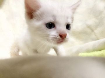 マンチカン(長足)【茨城県・男の子・2018年7月6日・クリームリンクスポイント】の写真「抱っこが大好きな子猫ちゃん♪」