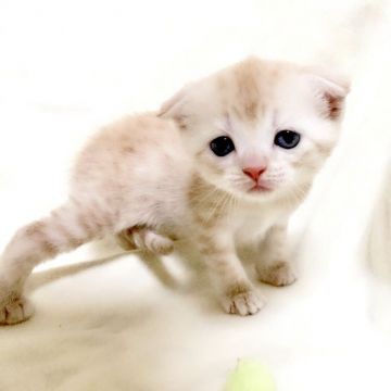 マンチカン(長足)【茨城県・女の子・2018年5月22日・レッドタビー】の写真「甘えん坊な女の子♪」