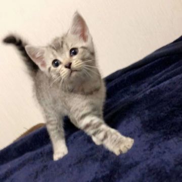 ミヌエット【茨城県・男の子・2019年7月25日・シルバータビー】の写真「人懐っこい男の子♪   長足くんです♪」