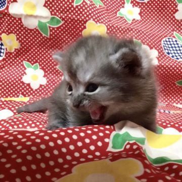 マンチカン【茨城県・男の子・2017年8月9日・ブルータビー】の写真「とっても可愛い男の子♪  短足くん♪」