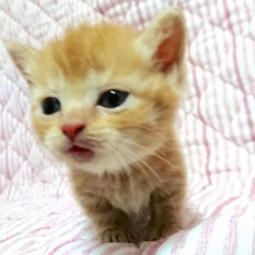 マンチカン【茨城県・女の子・2016年6月13日・レッドタビー】の写真「大人気！短足女の子♪」