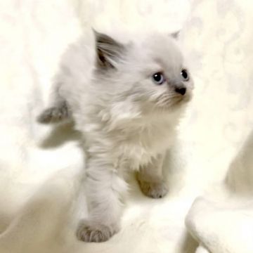 ヒマラヤン【茨城県・男の子・2021年12月8日・ブルーポイント】の写真「甘えん坊な男の子♪」