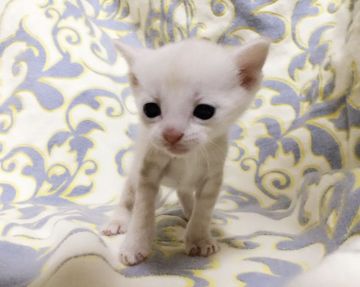 マンチカン(長足)【茨城県・男の子・2018年9月14日・クリームタビー】の写真「優しい男の子♪  長足くん♪」