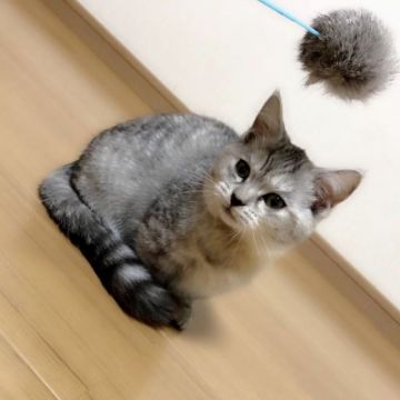ミヌエット【茨城県・女の子・2019年7月25日・シルバータビー】の写真「期間限定価格♪   極短足ちゃんです♪」