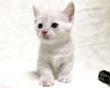 マンチカン(短足)【茨城県・女の子・2019年4月29日・クリームタビー】の写真「かわいい女の子♪  短足ちゃん♪」
