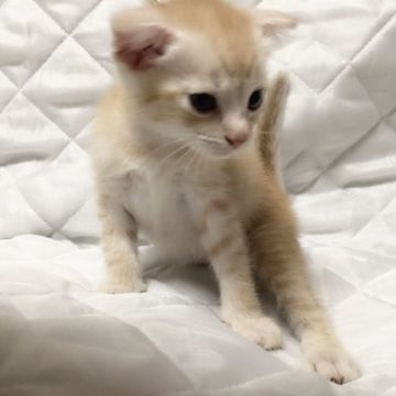 マンチカン【茨城県・男の子・2017年5月6日・レッドタビー】の写真「甘えん坊な男の子♪  長足くん♪」