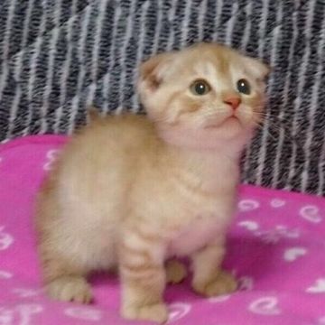 マンチカン【茨城県・男の子・2016年8月25日・レッドタビー】の写真「大人気！甘えん坊な男の子♪ 短足ちゃん♪」