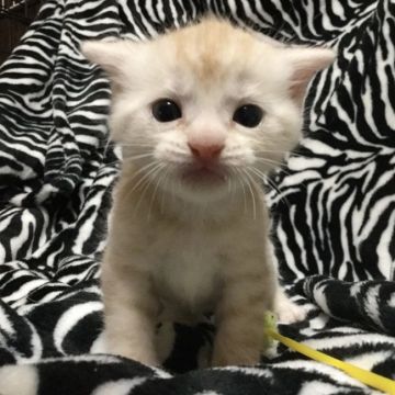 マンチカン(長足)【茨城県・男の子・2018年7月6日・クリームタビー】の写真「甘えん坊な子猫ちゃん♪」