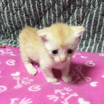 マンチカン【茨城県・女の子・2017年1月18日・レッドタビー】の写真「甘えん坊な女の子♪  短足ちゃん♪」