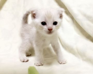 マンチカン(長足)【茨城県・男の子・2018年4月26日・クリームタビー】の写真「期間限定♪ 可愛らしい男の子♪」