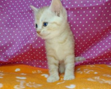 マンチカン【茨城県・女の子・2016年8月25日・レッドタビー】の写真「可愛いお顔♪ 長足ちゃんです♪」