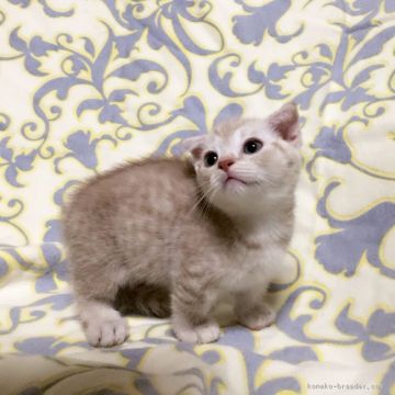 マンチカン(短足)【茨城県・男の子・2018年3月21日・レッドタビー】の写真「甘えん坊な男の子♪」