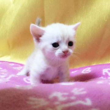 マンチカン【茨城県・女の子・2017年5月13日・レッドタビー】の写真「可愛い女の子♪  短足ちゃん♪」
