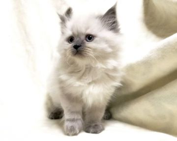 ヒマラヤン【茨城県・男の子・2020年1月11日・シールポイント】の写真「温和で愛情深いとても優しい男の子です♪」