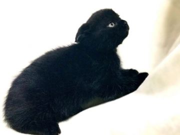 ミヌエット【茨城県・男の子・2020年2月20日・ブラックスモーク】の写真「穏やかな男の子♪ 長足くんです♪」