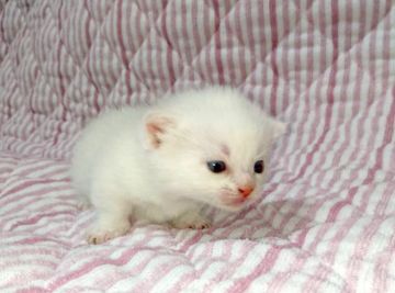 マンチカン【茨城県・男の子・2016年7月29日・クリームタビーホワイト】の写真「ふわふわ可愛い男の子♪  短足です♪」