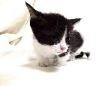 ミヌエット【茨城県・女の子・2019年5月1日・ブラック&ホワイト (セミロング)】の写真「綺麗なハチワレです♪ 短足ちゃん♪」