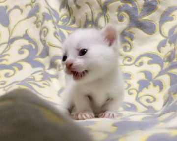 マンチカン(短足)【茨城県・男の子・2018年9月14日・クリームリンクスポイント】の写真「甘えん坊な男の子♪  短足くん♪」