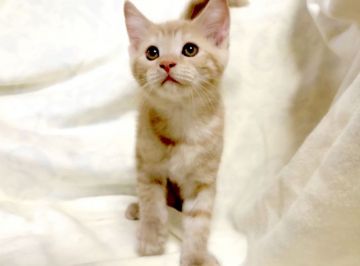 ミヌエット【茨城県・男の子・2021年4月17日・レッドタビー】の写真「期間限定♪ 長足くん♪」