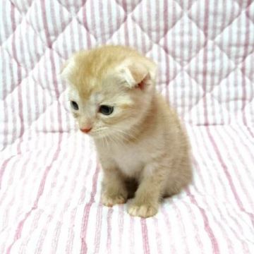 マンチカン【茨城県・男の子・2016年5月17日・レッドタビー】の写真「甘えん坊な男の子♪」