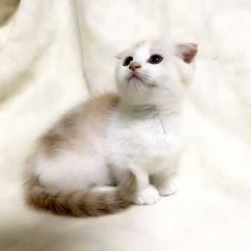 マンチカン(短足)【茨城県・女の子・2019年9月14日・クリームタビー&ホワイト】の写真「優しい女の子♪  極短足ちゃんです♪」