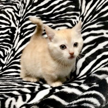 マンチカン(短足)【茨城県・男の子・2017年12月31日・レッドタビー】の写真「甘えん坊な男の子♪   極短足くんです♪」