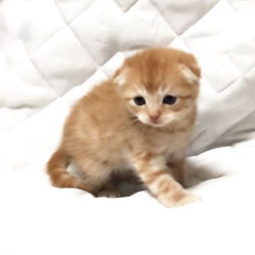 マンチカン【茨城県・男の子・2017年1月1日・レッドタビー】の写真「ご家族様決定いたしました♪」