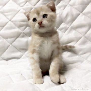 マンチカン【茨城県・男の子・2017年5月6日・クリームタビー】の写真「とっても可愛い男の子♪  長足くん♪」