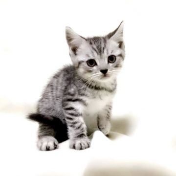 マンチカン(長足)【茨城県・男の子・2019年10月4日・シルバータビー】の写真「甘えん坊な男の子♪ ハイブリッド交配！」