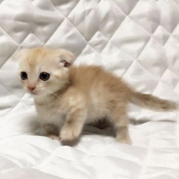 マンチカン【茨城県・男の子・2017年5月13日・レッドタビー】の写真「可愛い男の子♪  短足くん♪」
