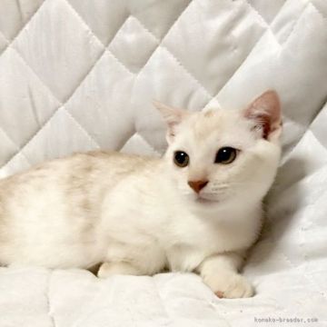 マンチカン【茨城県・男の子・2017年5月10日・レッドタビー】の写真「甘えん坊な男の子♪  短足くん♪」