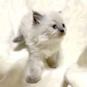 ヒマラヤン