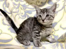 マンチカン(短足)【茨城県・男の子・2022年1月10日・シルバータビー】の写真1