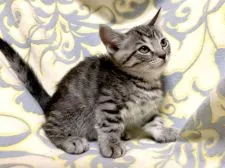 マンチカン(短足)【茨城県・男の子・2022年1月10日・シルバータビー】の写真2